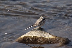 Motacilla alba ocularis