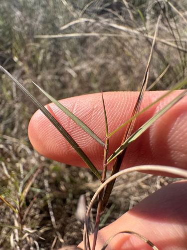 Dichanthelium caerulescens, 2026-01-16
