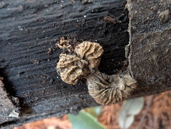 Hypomyces tremellicola