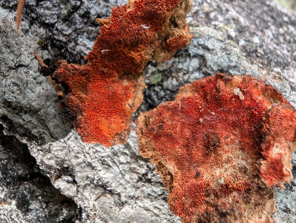 Trametes coccinea · January 2026 · photo: © atsushi_nakajima_cirque (iNaturalist, cc-by)