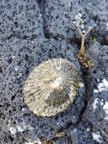 Cellana sandwicensis observed 2026-01-24
