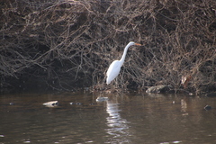 Ardea alba