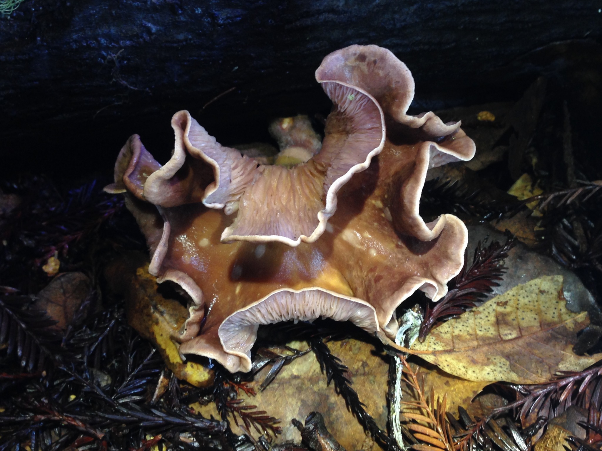 Panus conchatus image