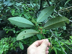 Myristica globosa