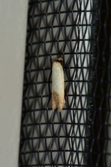 Tachystola stenoptera