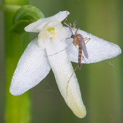 Aedes flavescens