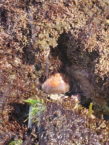 Monetaria caputserpentis observed 2026-01-24