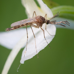 Aedes flavescens