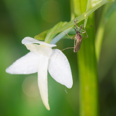 Aedes flavescens