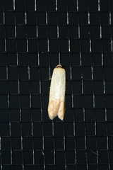 Tachystola stenoptera