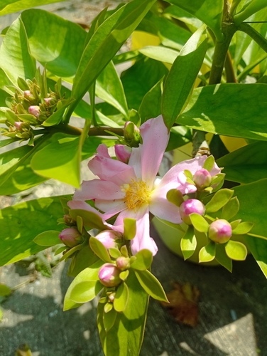 Rose Cactus