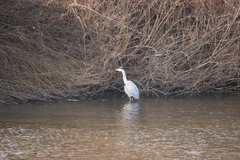 Ardea cinerea