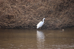 Ardea alba