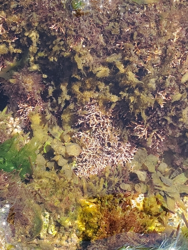 Amphiroa observed 2026-01-24