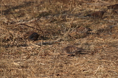 Streptopelia orientalis