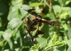 Palpopleura