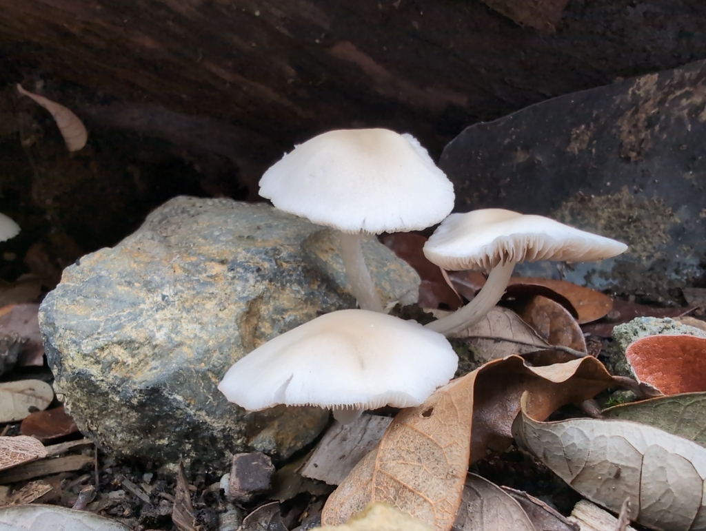 Candolleomyces candolleanus · January 2026 · photo: © tim-mcnamara (iNaturalist, cc0)