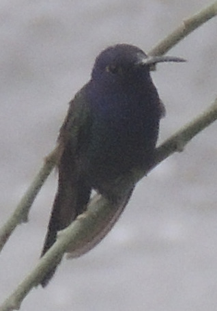 Swallow-tailed Hummingbird (Eupetomena macroura), photo 5