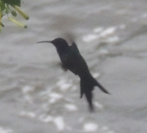 Swallow-tailed Hummingbird (Eupetomena macroura), photo 6