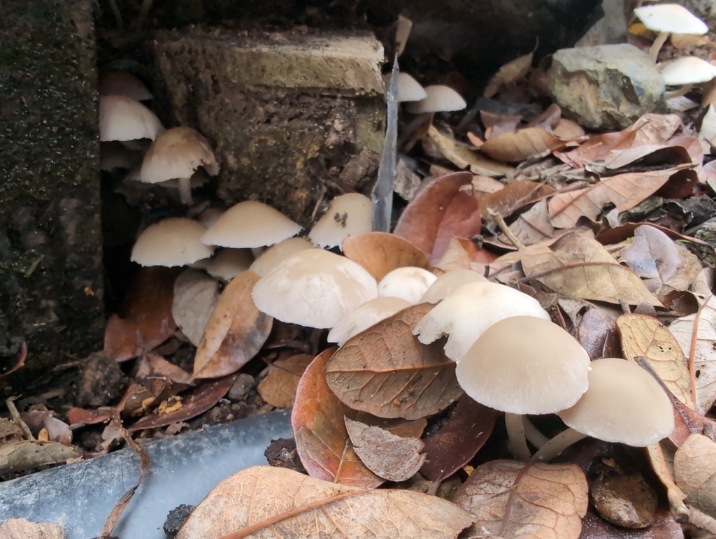 Candolleomyces candolleanus · January 2026 · photo: © tim-mcnamara (iNaturalist, cc0)