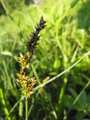 Carex diandra