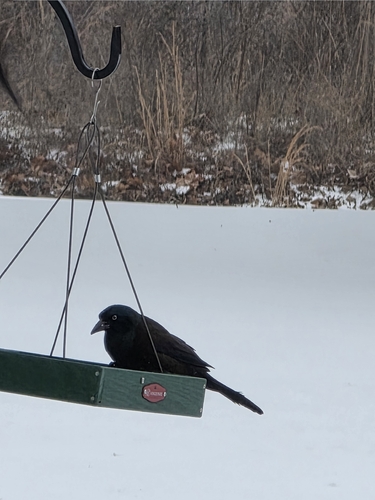 Common Grackle
