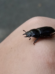 Serrognathus taurus taurus