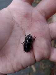 Serrognathus taurus taurus