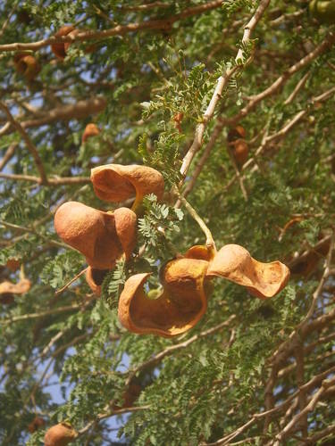 Faidherbia albida image