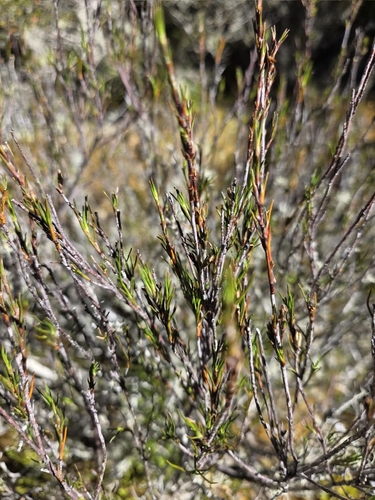 Dracophyllum palustre observed 2026-01-19