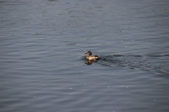 Tachybaptus ruficollis