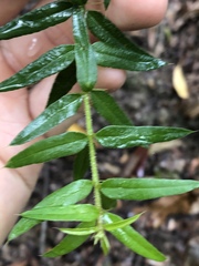 Podolobium aciculiferum