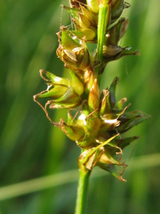 Carex diandra