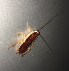 Drymaplaneta semivitta