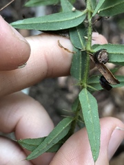 Podolobium aciculiferum