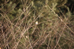 Fringilla montifringilla
