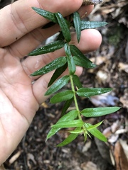 Podolobium aciculiferum