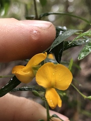 Podolobium aciculiferum