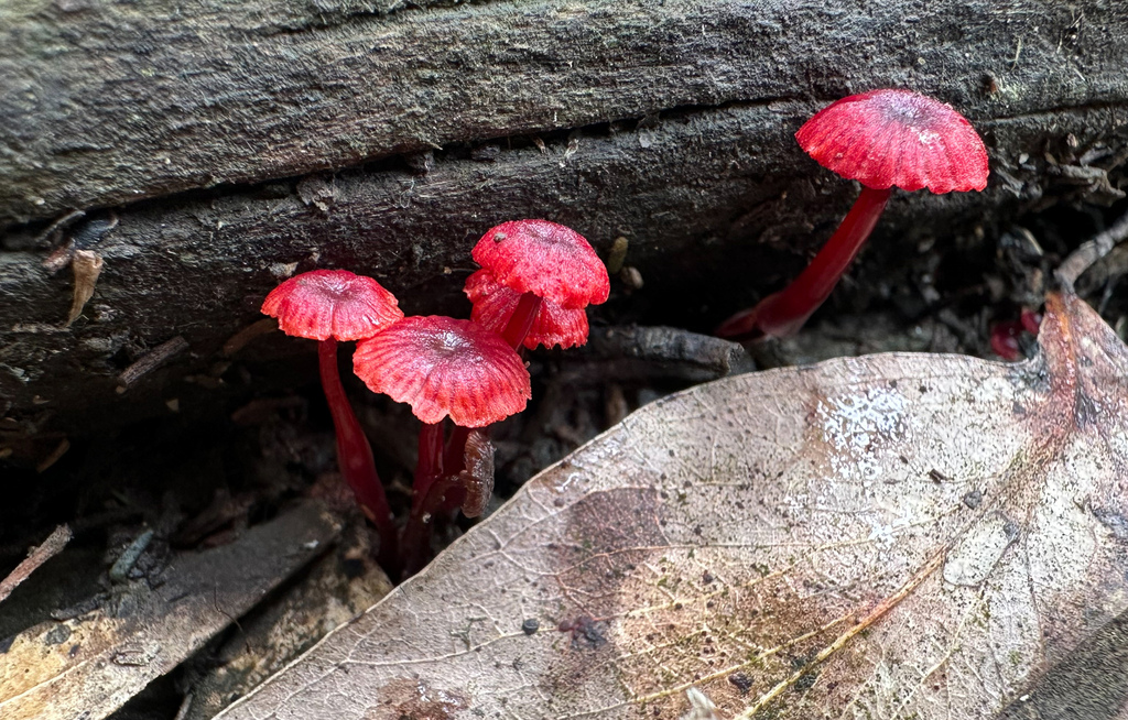Cruentomycena viscidocruenta · November 2025 · photo: © rlawrenz (iNaturalist, cc-by)
