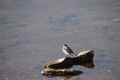 Motacilla alba lugens