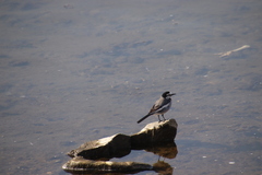 Motacilla alba lugens