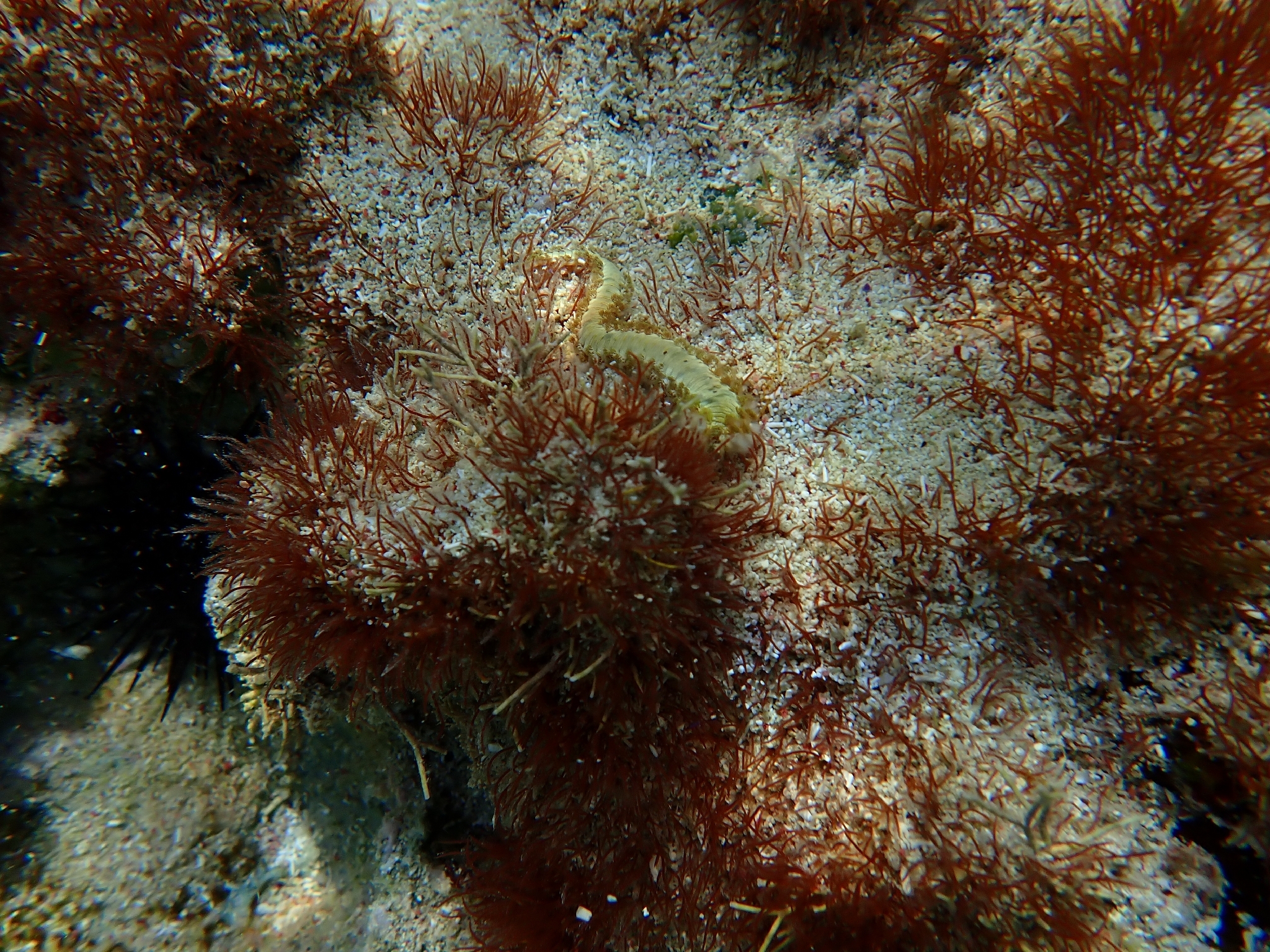 Hermodice carunculata (Pallas, 1766)
