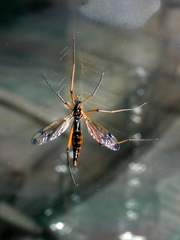 Dictenidia