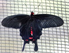 Pachliopta kotzebuea