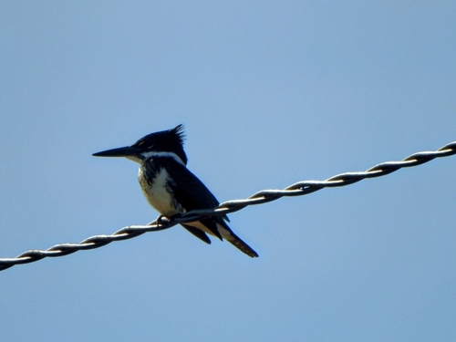 Amazon Kingfisher (Chloroceryle amazona), photo 9