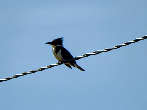 Amazon Kingfisher (Chloroceryle amazona), photo 10