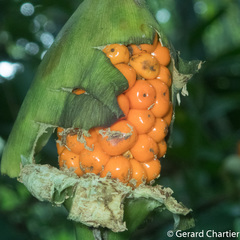 Alocasia longiloba