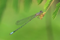 Pseudagrion coeleste