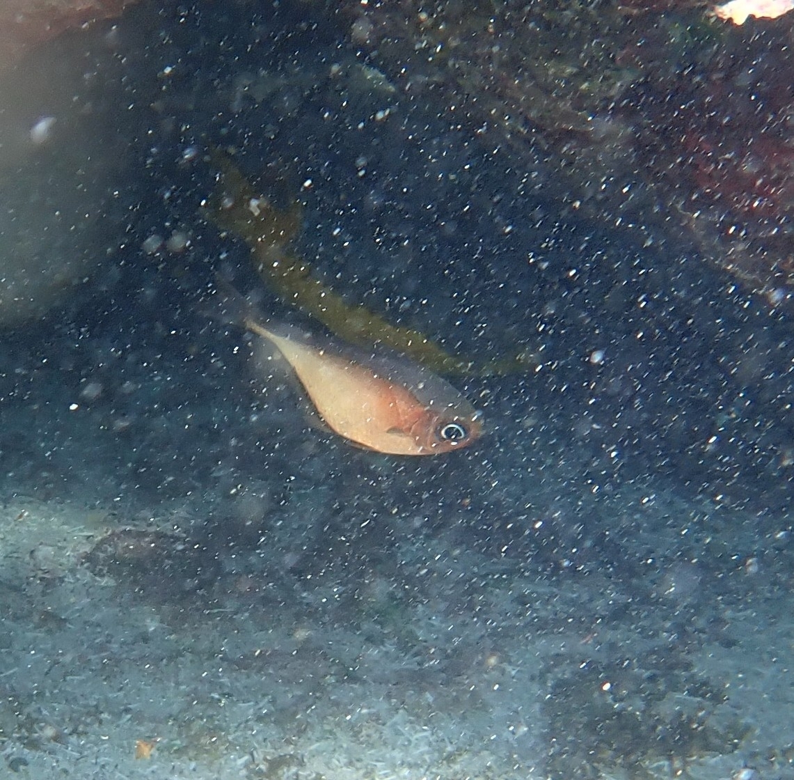 Glassy Sweeper photo 4