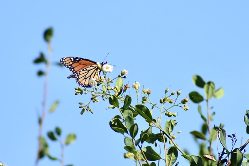 Monarch